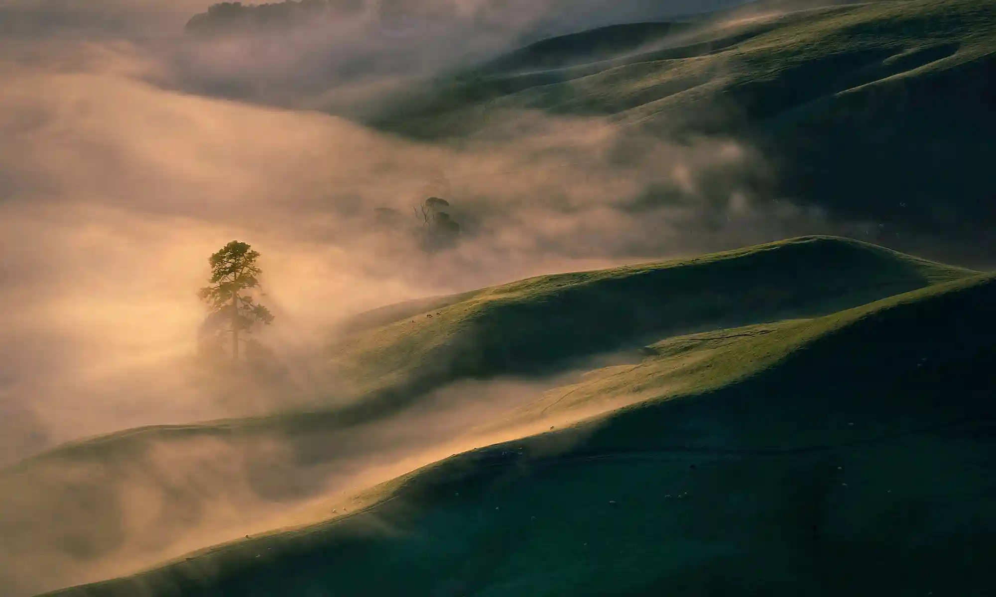 Tree and Morning Mist